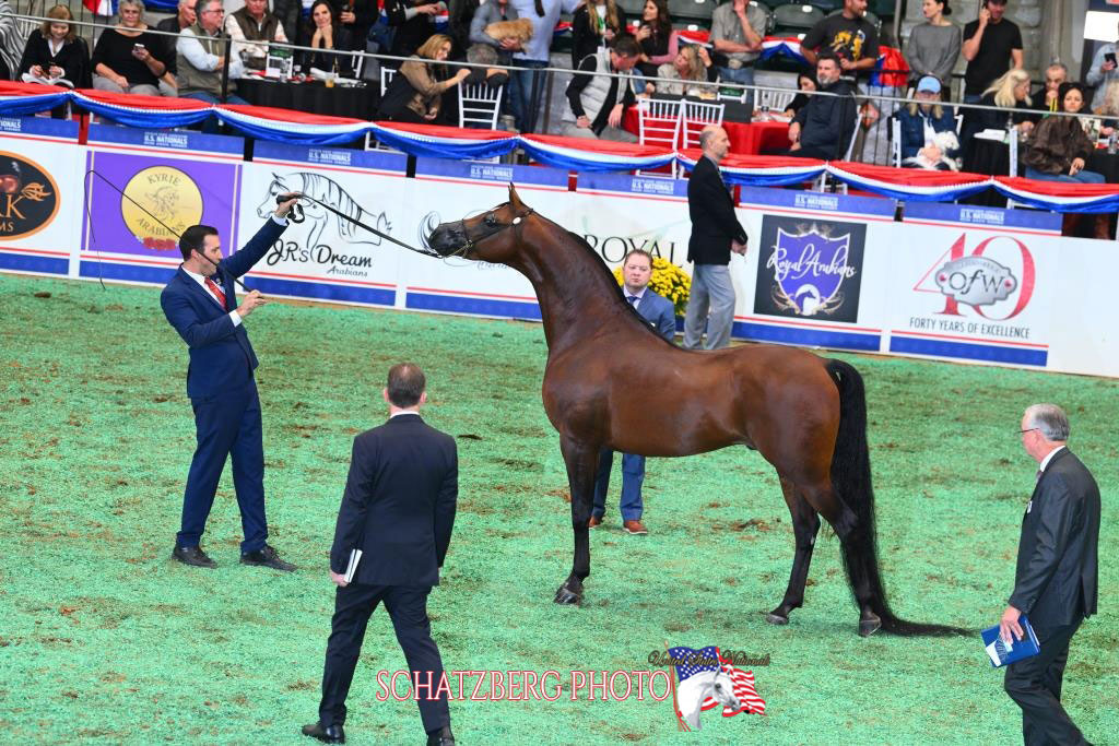 Kayde VH - 2019 Bay Purebred Arabian Stallion