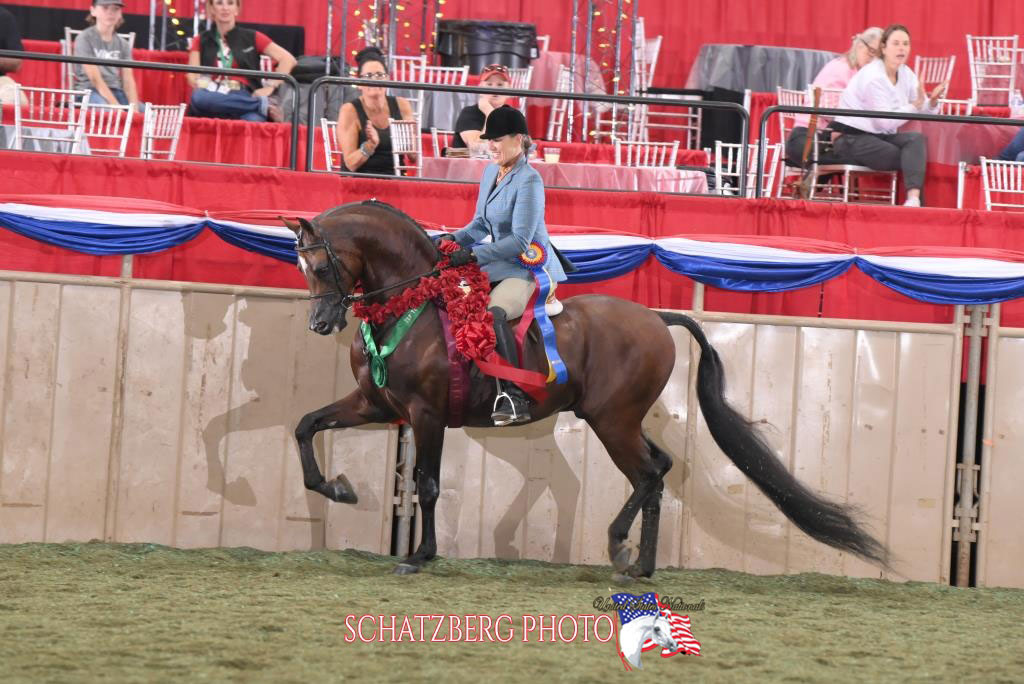 Kayde VH - 2019 Bay Purebred Arabian Stallion